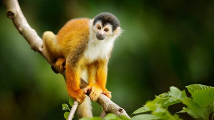 Macaco-esquilo em cima do galho de uma árvore