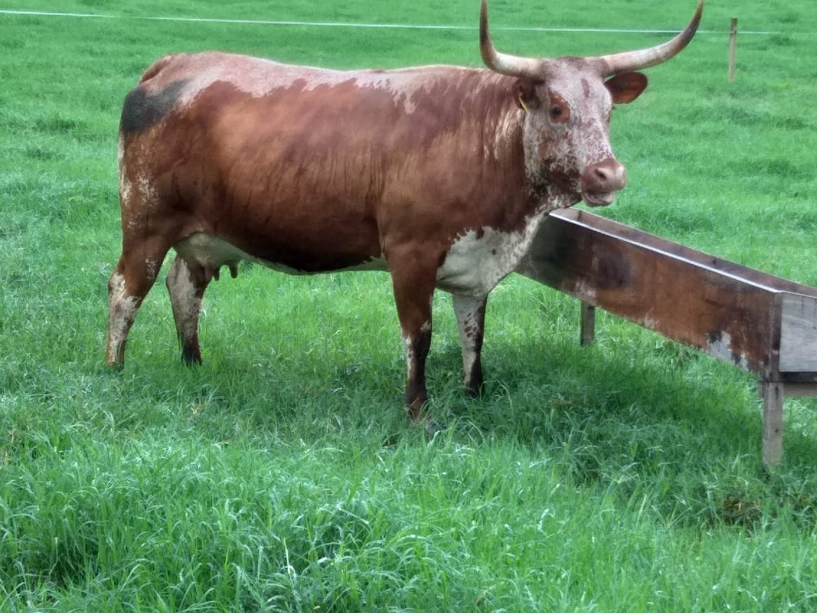 O gado passou a ser substituído, inicialmente por meio da miscigenação racial e a posteriori pela troca por animais puros de outras raças
