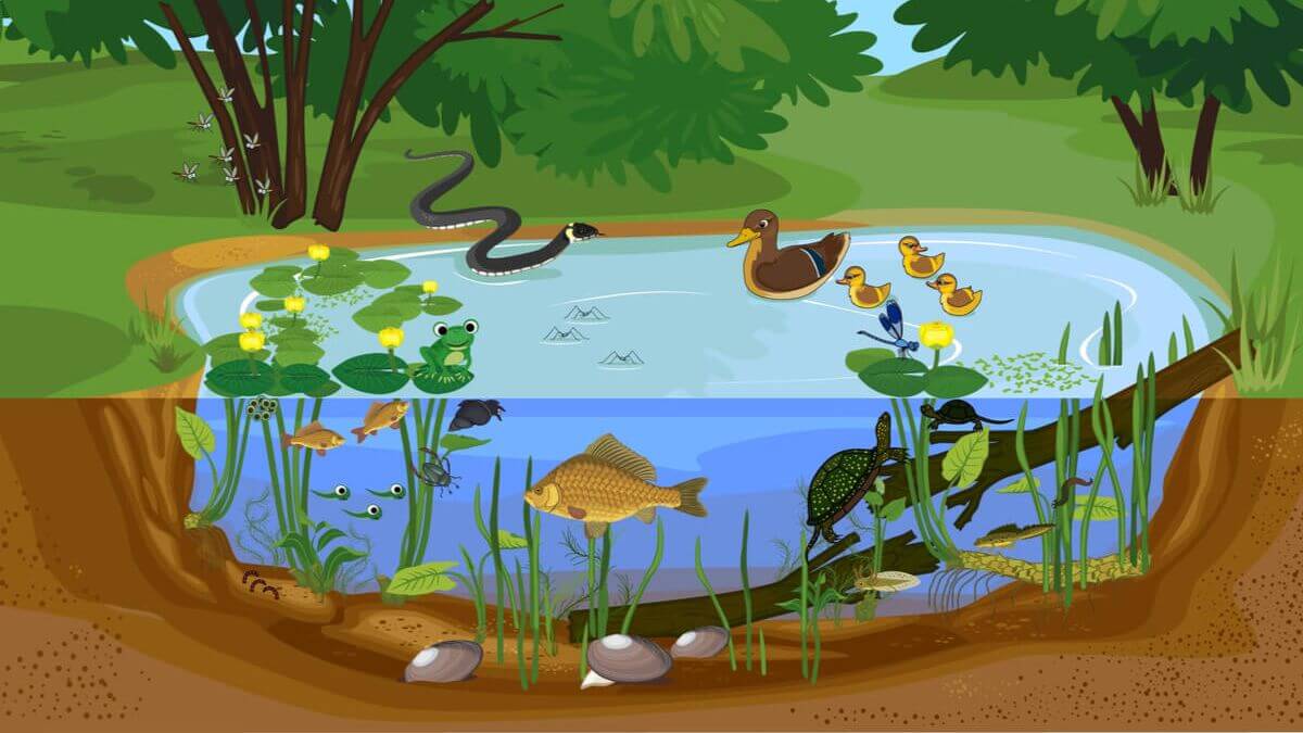Seres vivos podem ser divididos em unicelulares e pluricelulares Ilustração de uma floresta com lago com animais
