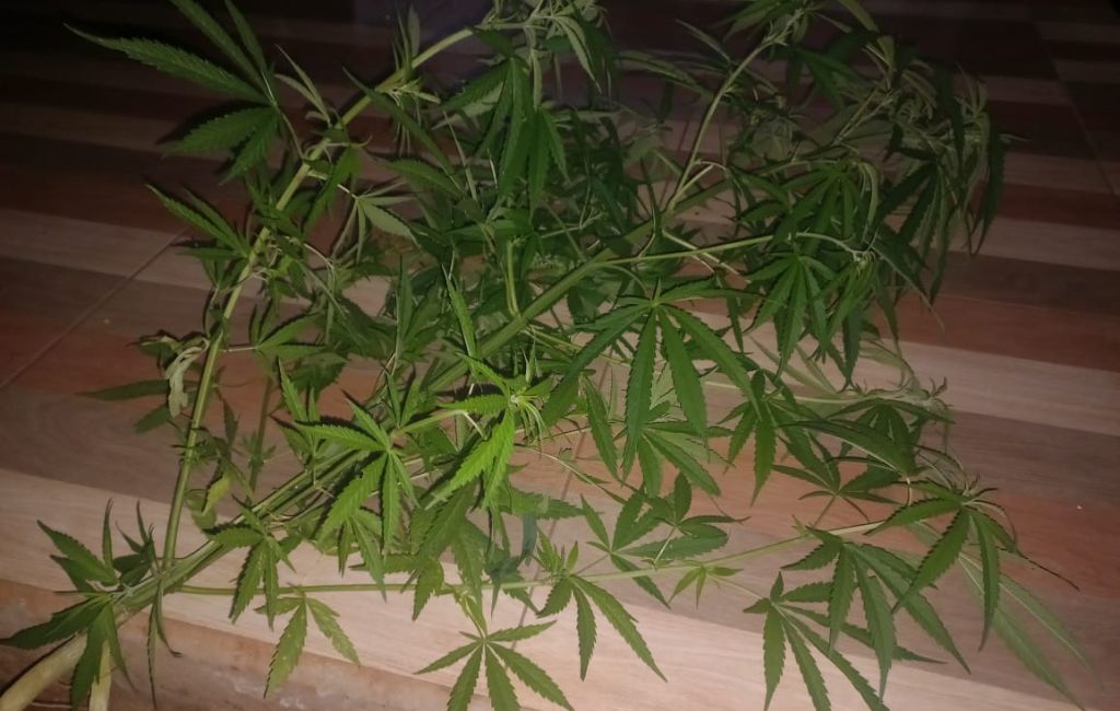 Suposto pé de maconha