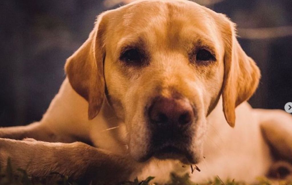 cachorro mascote snowvalley