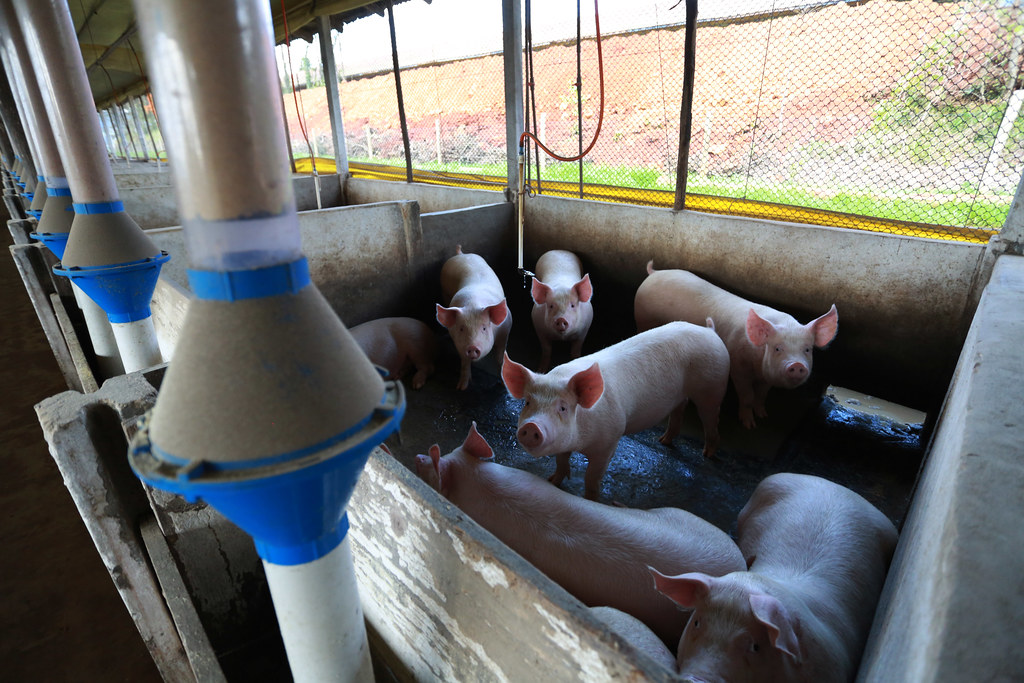SC é o maior produtor de carne de porco do país