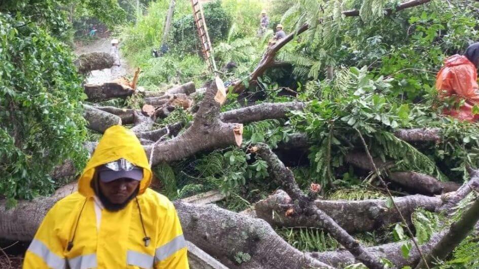 Árvore caiu em rua no Pântano do Sul, em Florianópolis