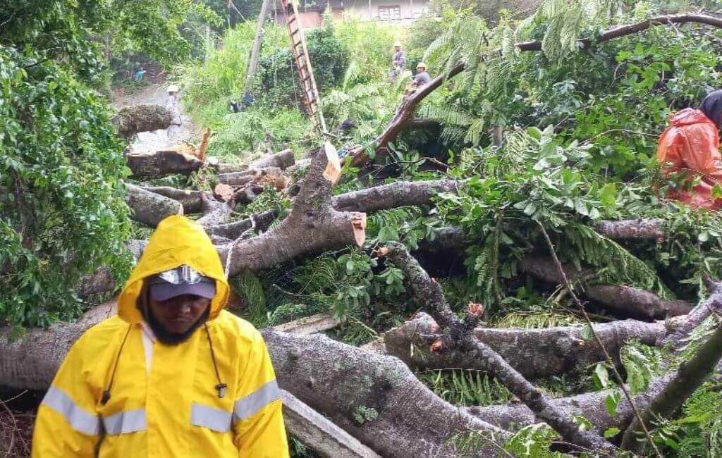 Árvore caiu em rua no Pântano do Sul, em Florianópolis
