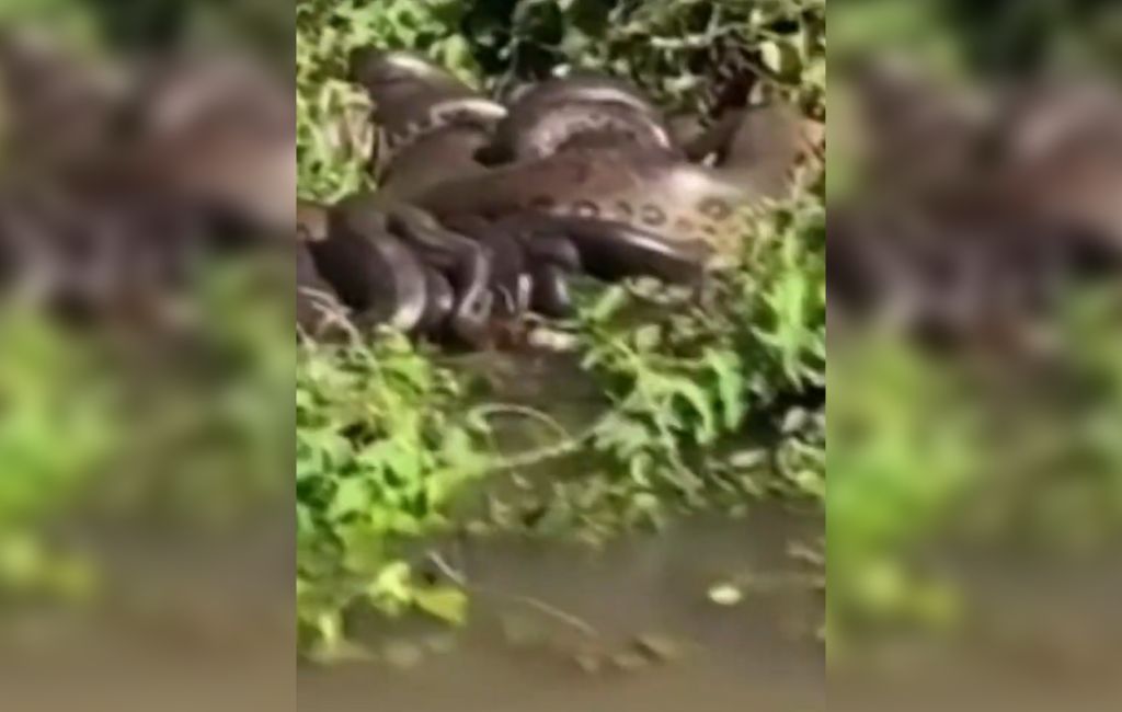 cobras são flagradas no Rio Paraná