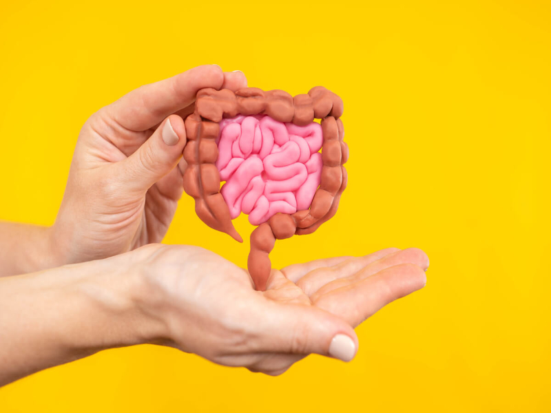 Mãos segurando modelo de intestino