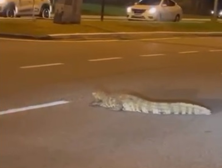 Jacaré foi visto na noite desta segunda-feira