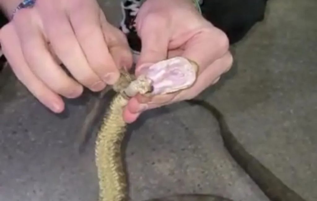 Jararaca é libertada