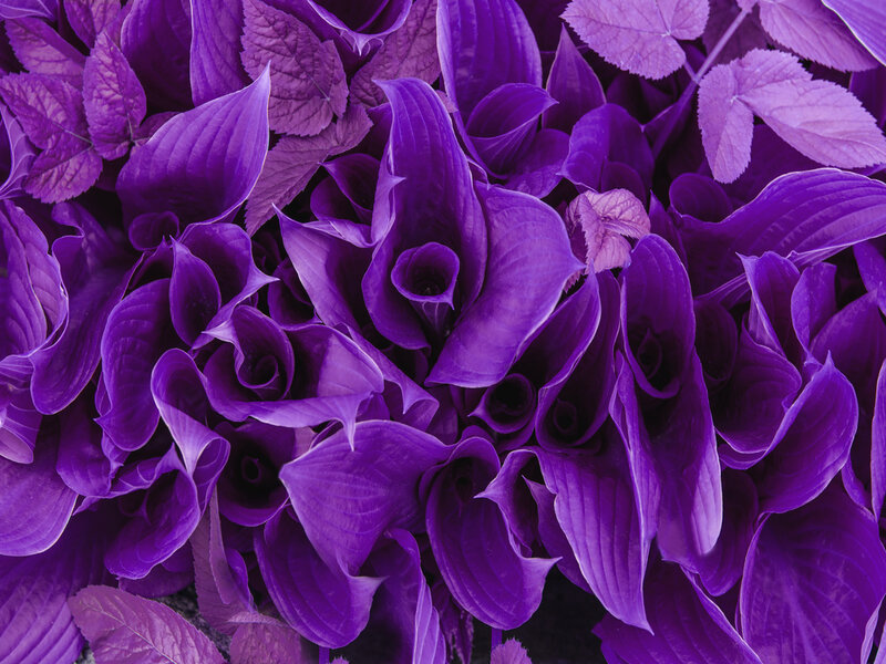 Ilustração de flores roxas