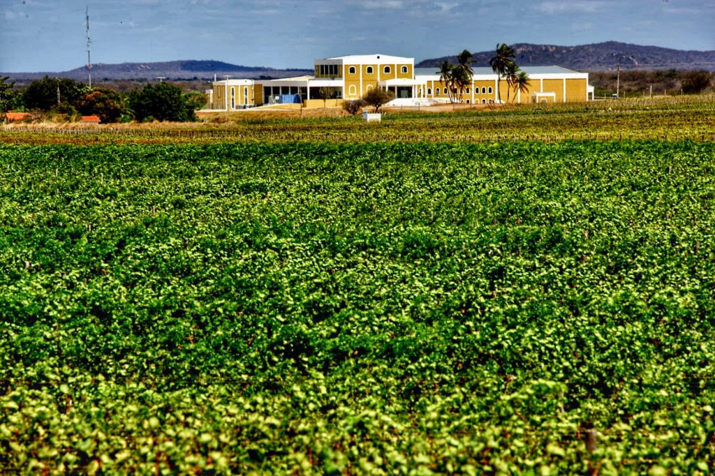Vinhedos da vinícola Miolo no Nordeste