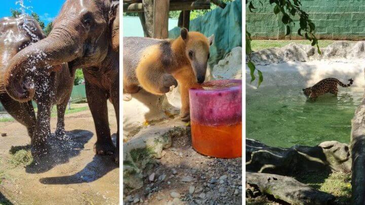 Animais se refrescam