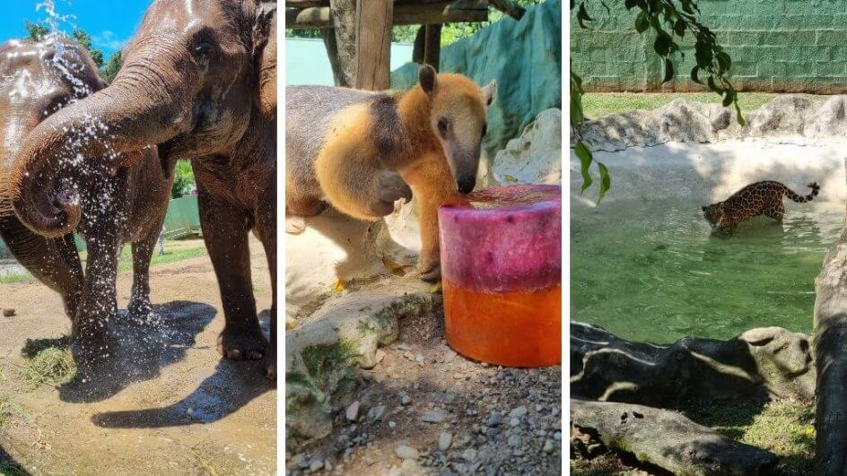 Animais se refrescam