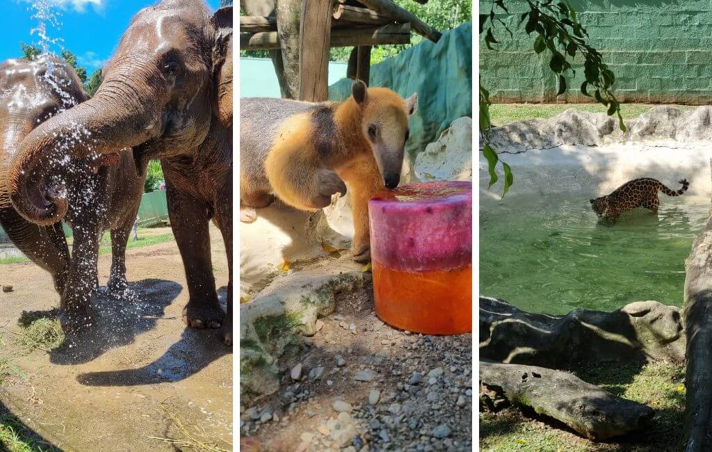 Animais se refrescam