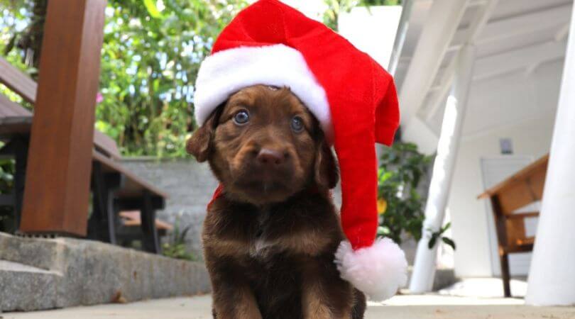 Cachorro