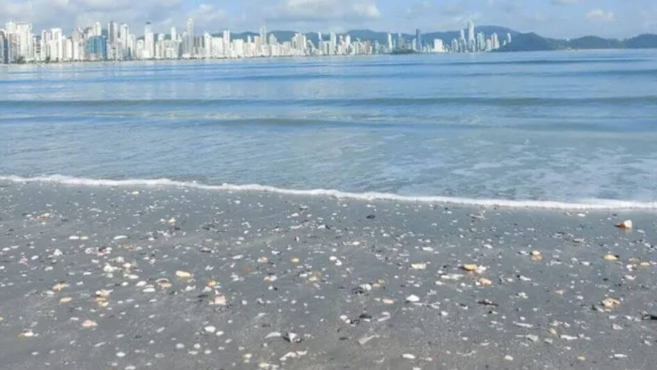 Conchas praia de Balneário Camboriú