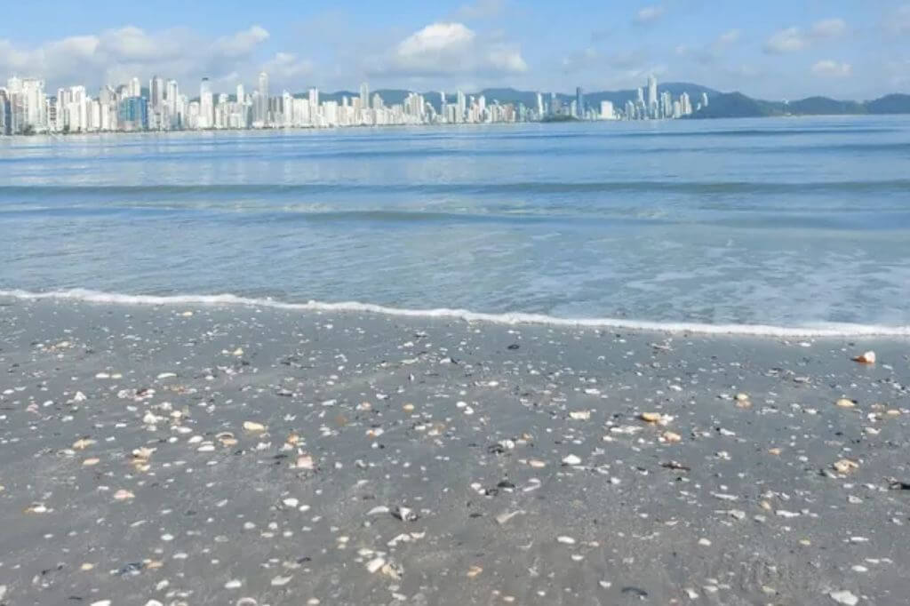 Conchas praia de Balneário Camboriú