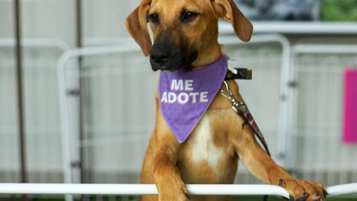 Evento de moda terá ação social com renda revertida para o projeto Lata Lata