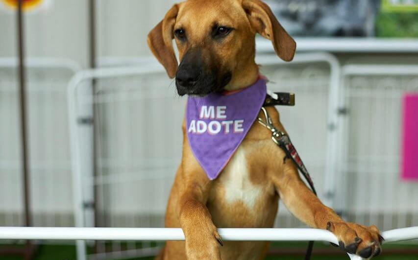 Evento de moda terá ação social com renda revertida para o projeto Lata Lata