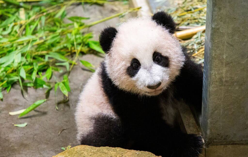Panda Fan Xing