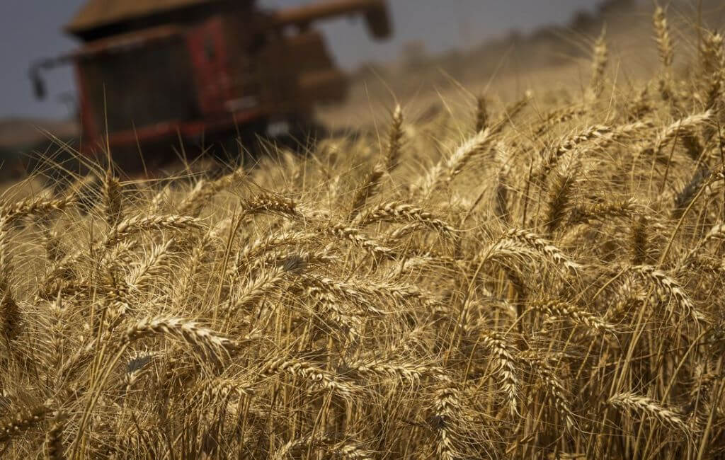 Campo de trigo