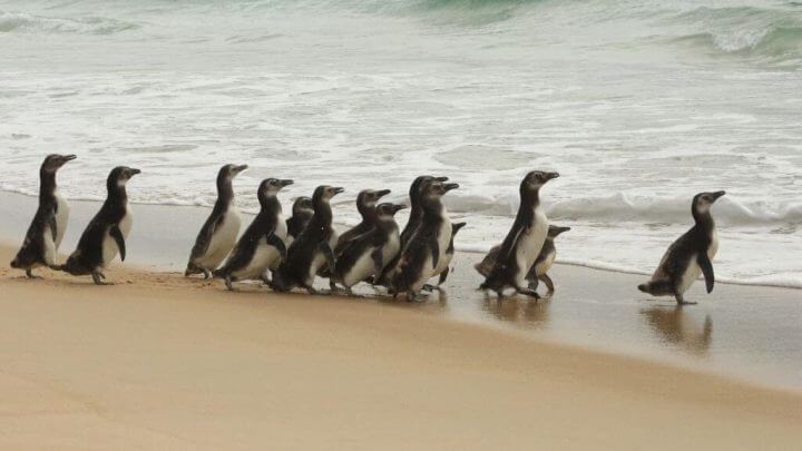 Pinguins