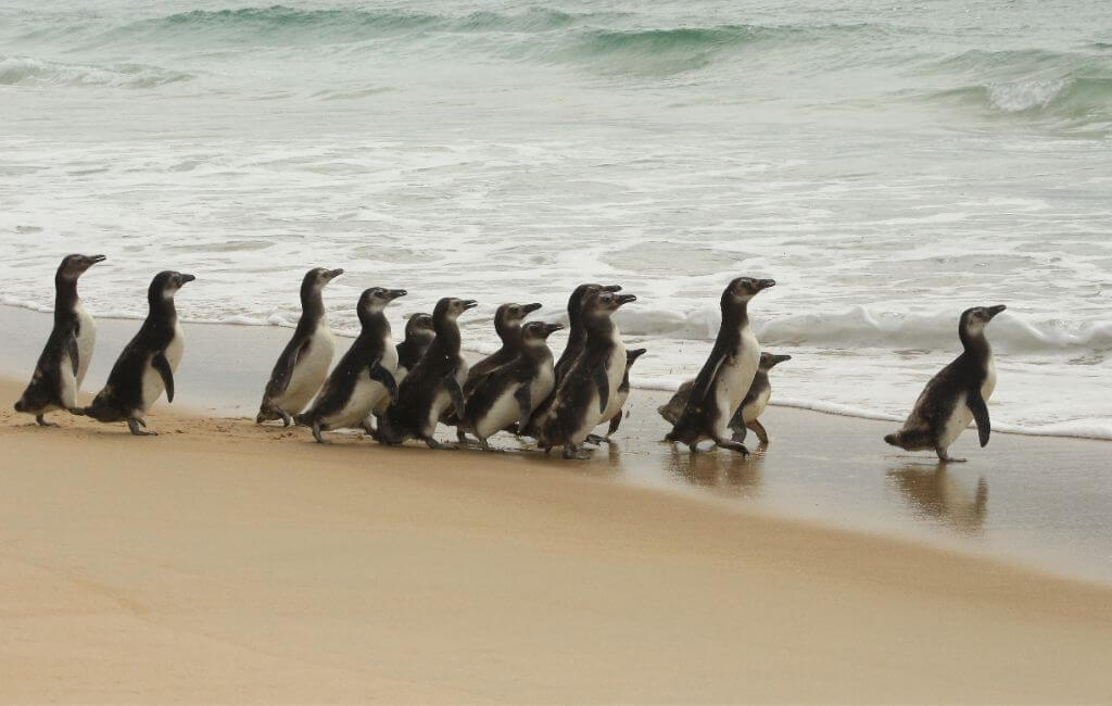 Pinguins