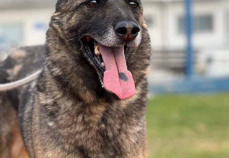 Lord é um dos animais que está esperando por uma família