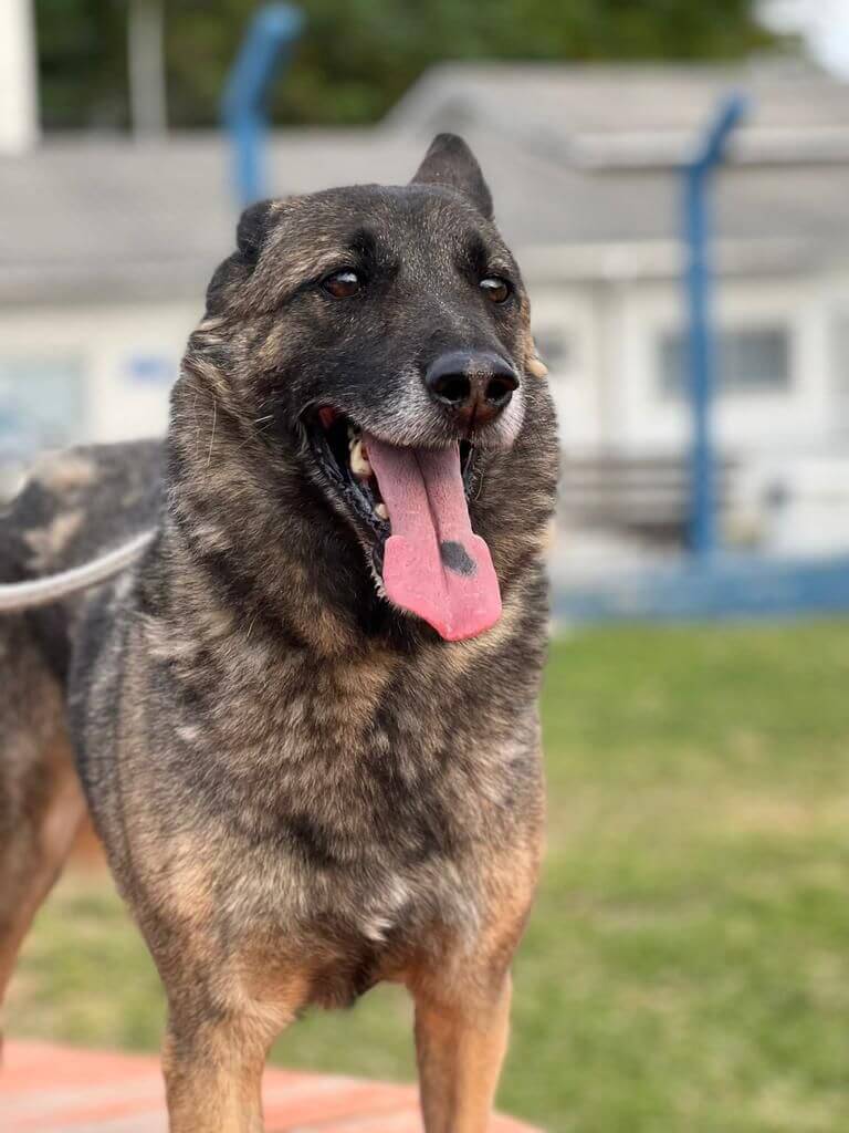 Lord é um dos animais que está esperando por uma família