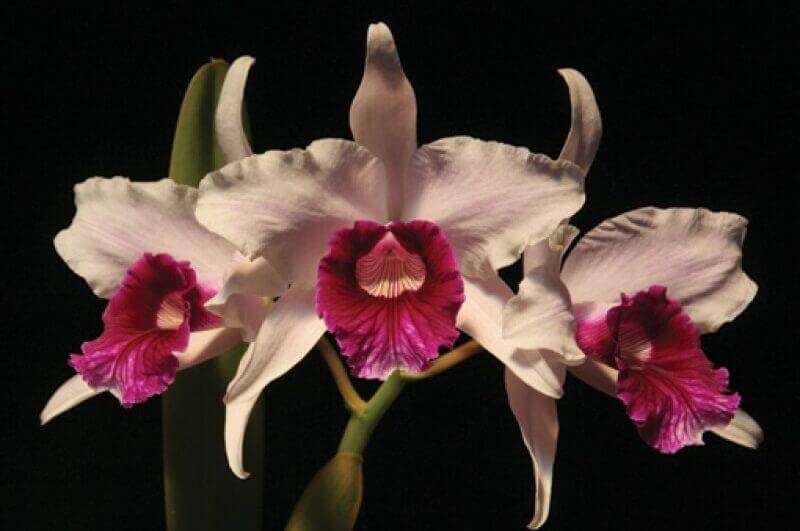 Orquídea Laelia Purpurata, flor símbolo de Florianópolis, deu origem ao festival musical.