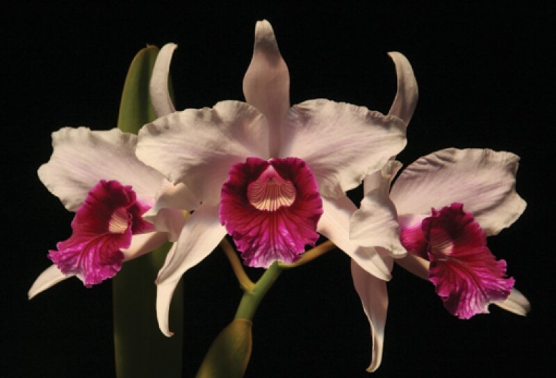 Orquídea Laelia Purpurata, flor símbolo de Florianópolis, deu origem ao festival musical.