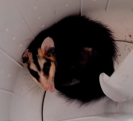 Gambá estava dentro da máquina de lavar