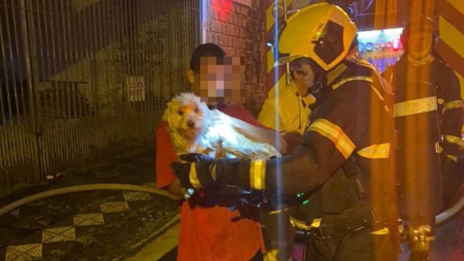 Cão foi resgatado em incêndio