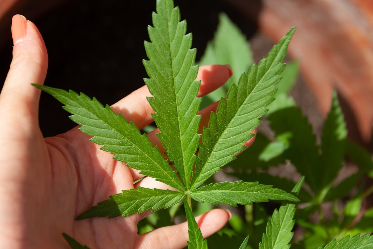 Plantio de cannabis é liberado pela Anvisa