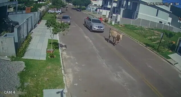 Farra do boi em Florianópolis