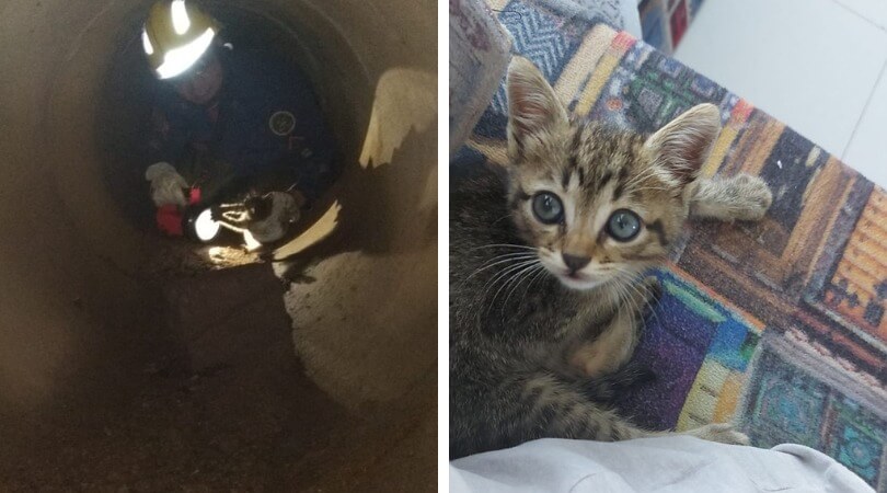 Gato ganhou um lar depois do trabalhoso resgate