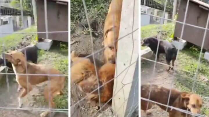 São cerca de 600 animais acolhidos no abrigo