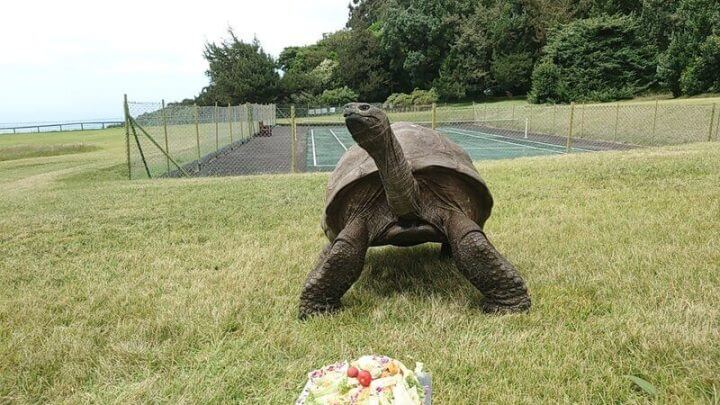 Tartaruga Jonathan em um parque com prato de comida