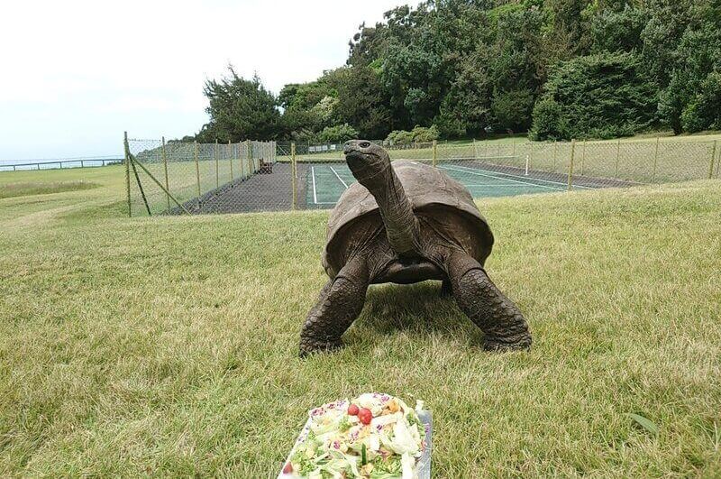 Tartaruga Jonathan em um parque com prato de comida