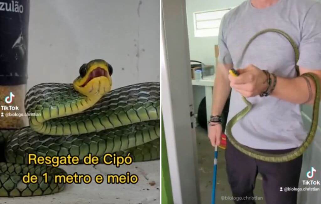 resagte cobra jaraguá do sul