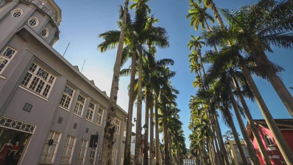 Plantio das palmeiras em Joinville foi realizado em 1873