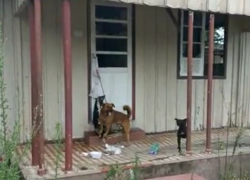 Cachorros em situação de maus-tratos em Penha