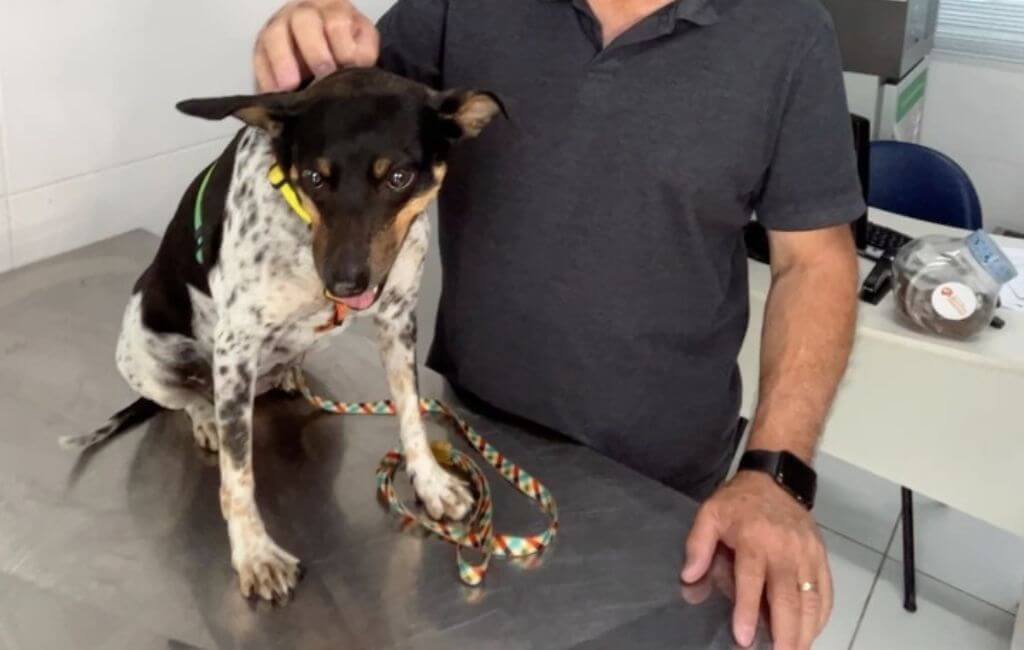 cachorra leishmaniose