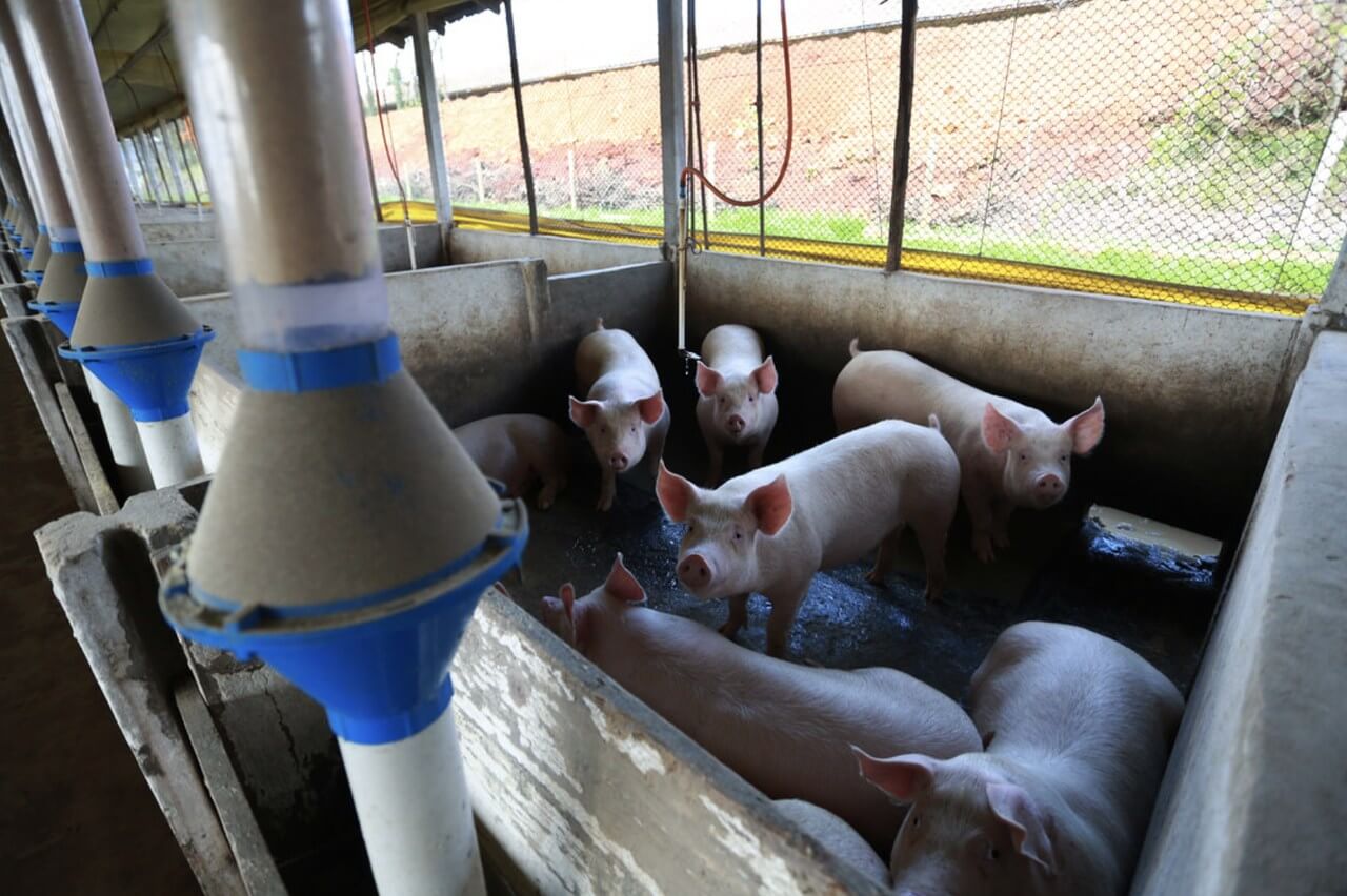 SC é o maior produtor de carne de porco do país