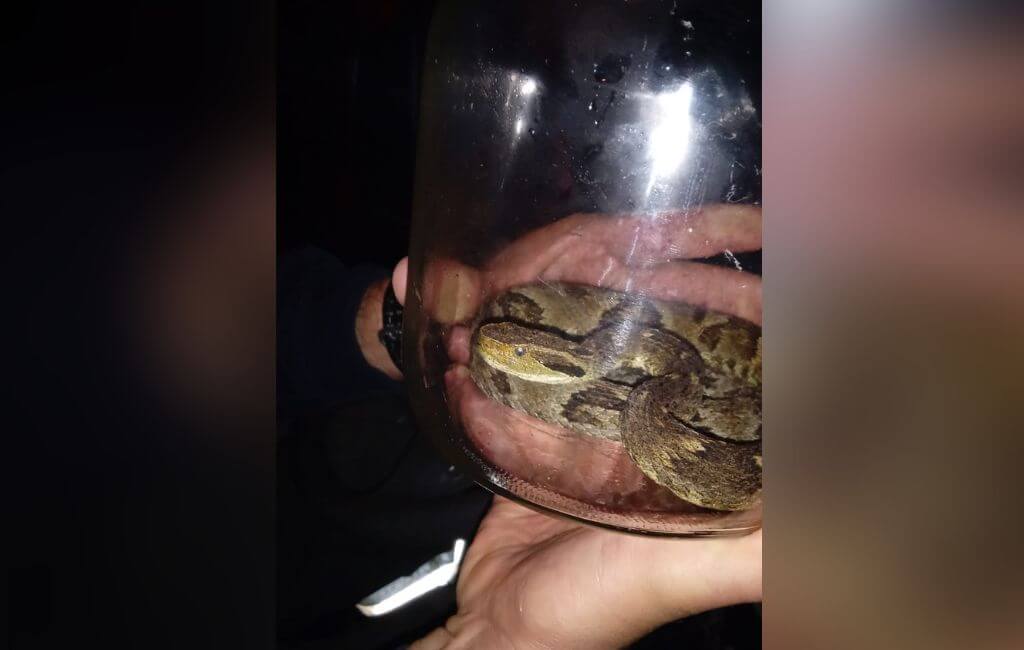 Serpente pode chegar até 1,6 metro de comprimento