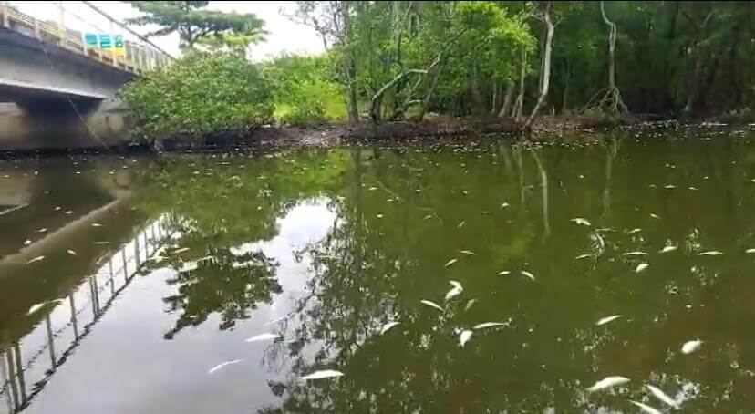 peixes encontrados mortos em mangue de Florianópolis