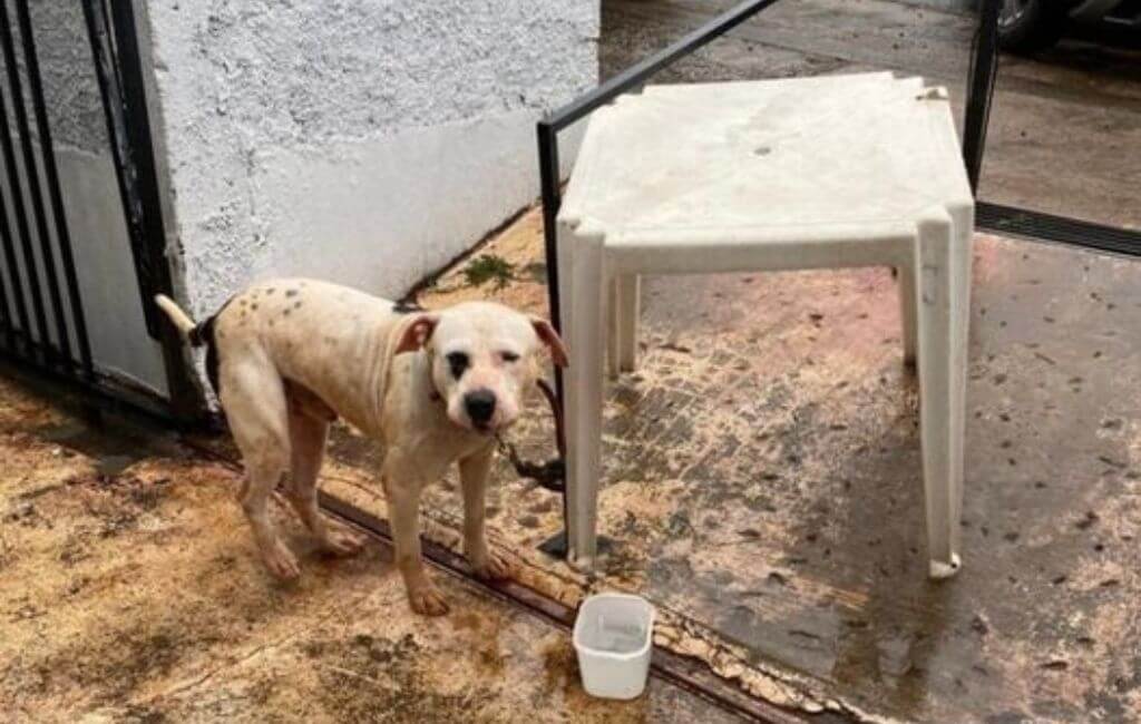 Pitbull em Xanxerê
