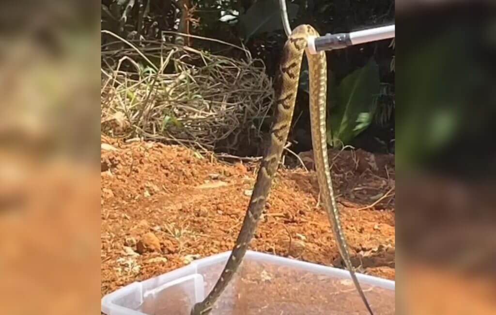 Resgate da cobra ocorreu no Sul da Ilha