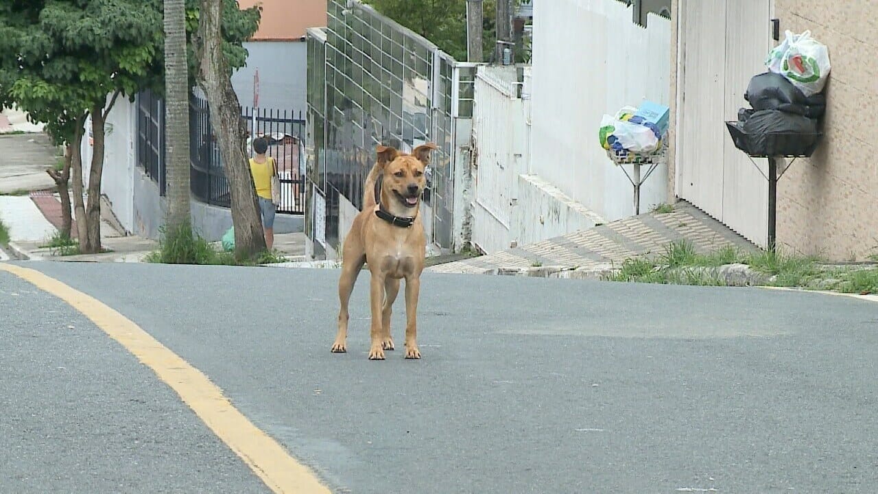 simba-cachorro-mascote-camboriu