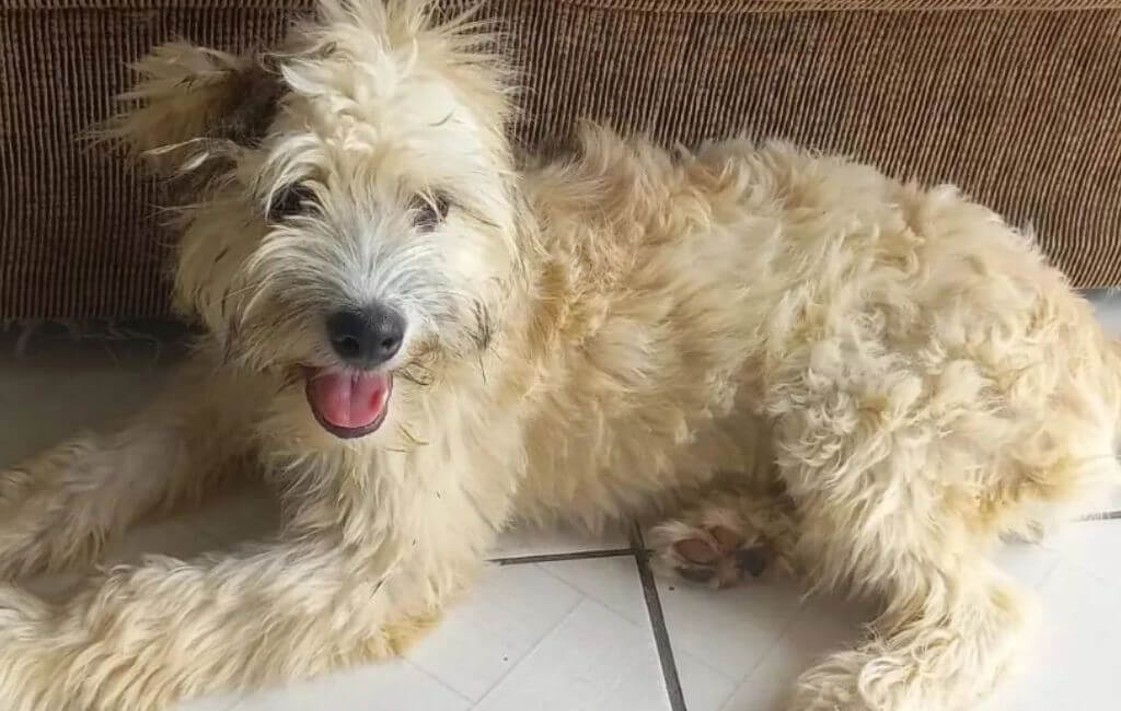 Cachorrinha joinville