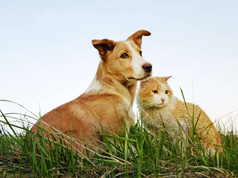 Cachorro e gato amarelo em grama